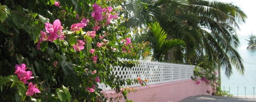 Spanish Wells Bahamas palm trees